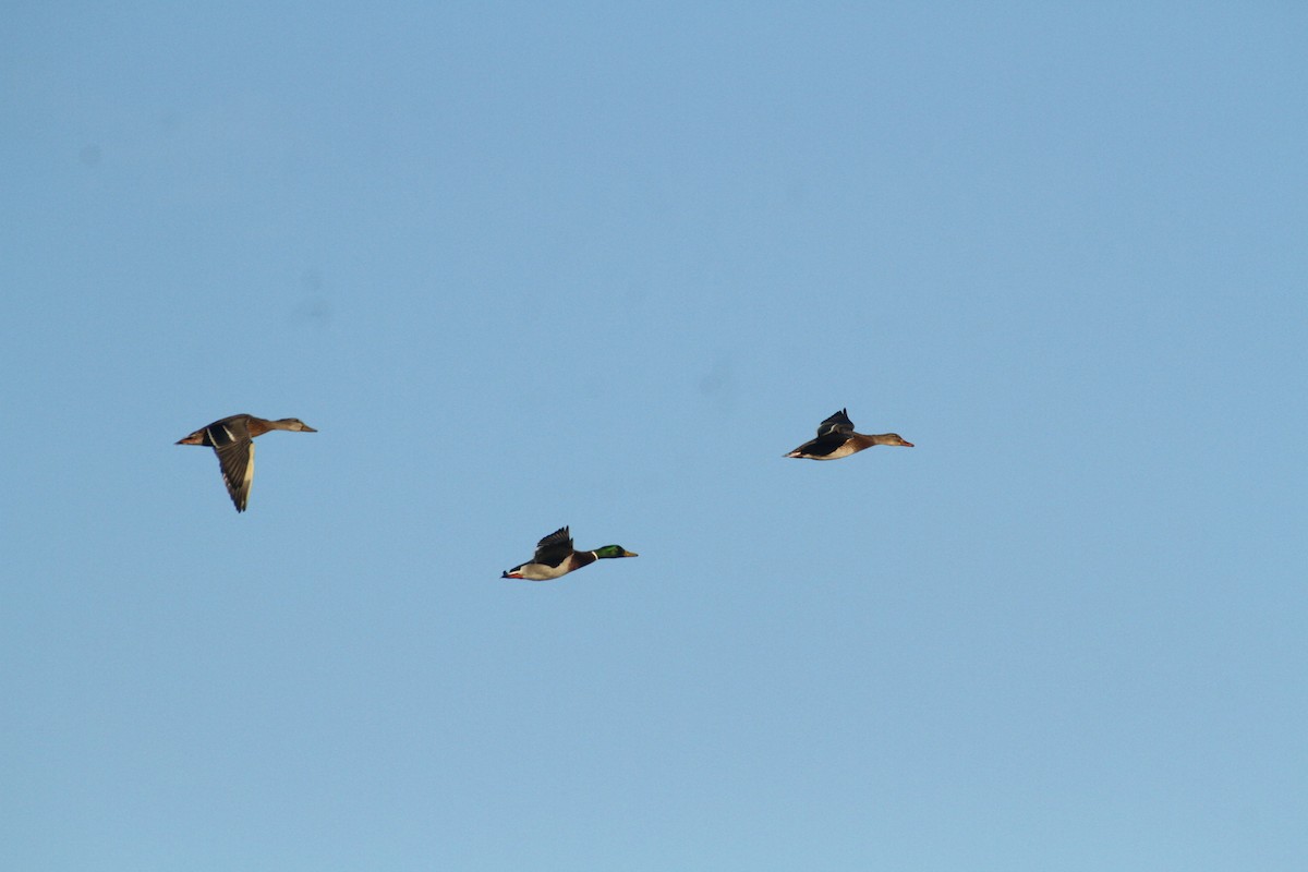 Stockente - ML647489368