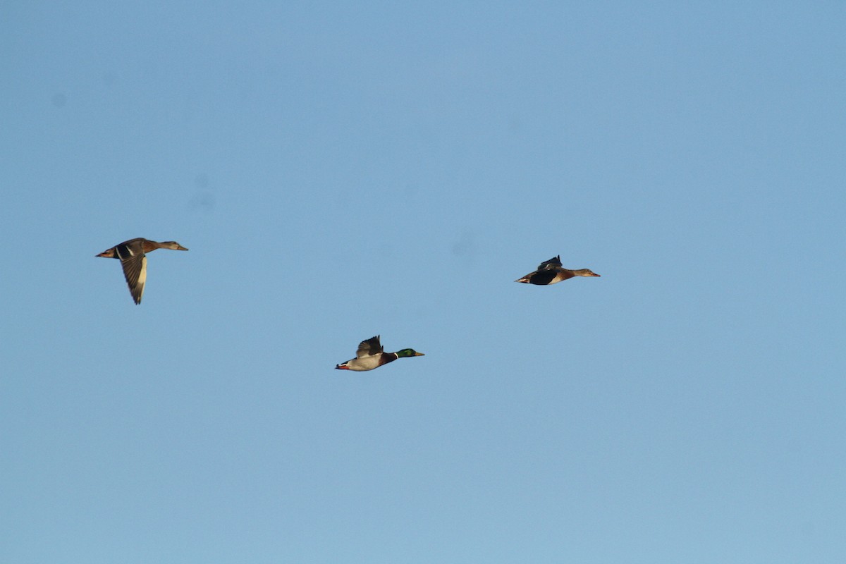 Stockente - ML647489369