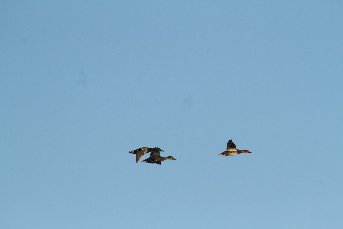 Stockente - ML647489371