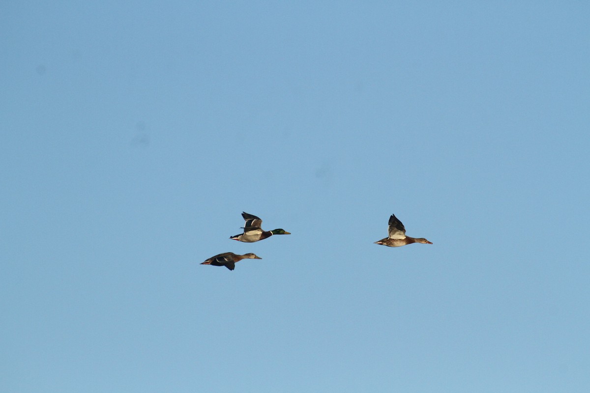 Stockente - ML647489372