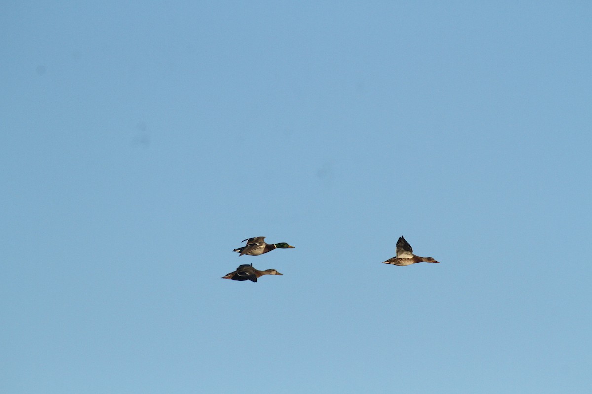 Stockente - ML647489374