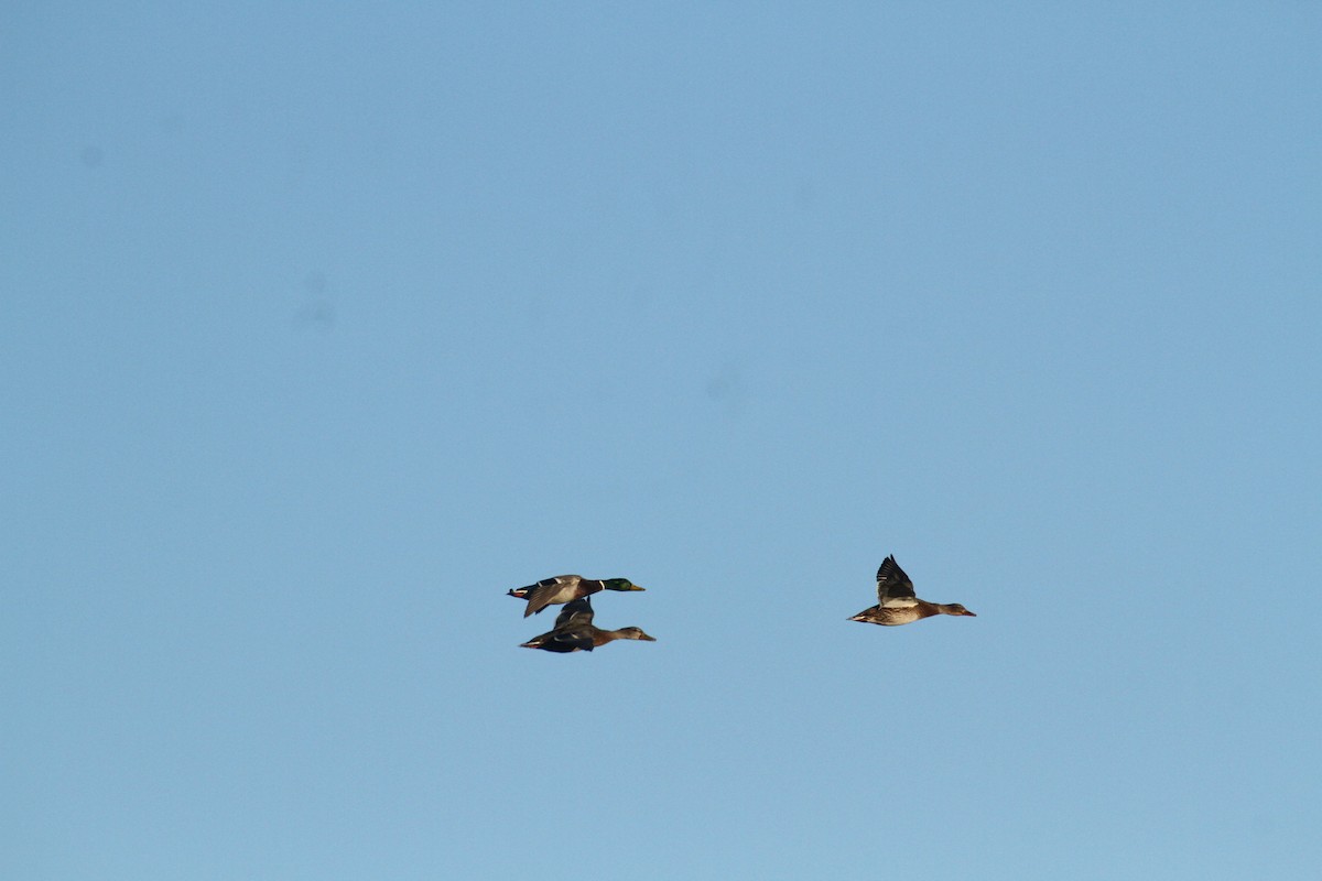 Stockente - ML647489375