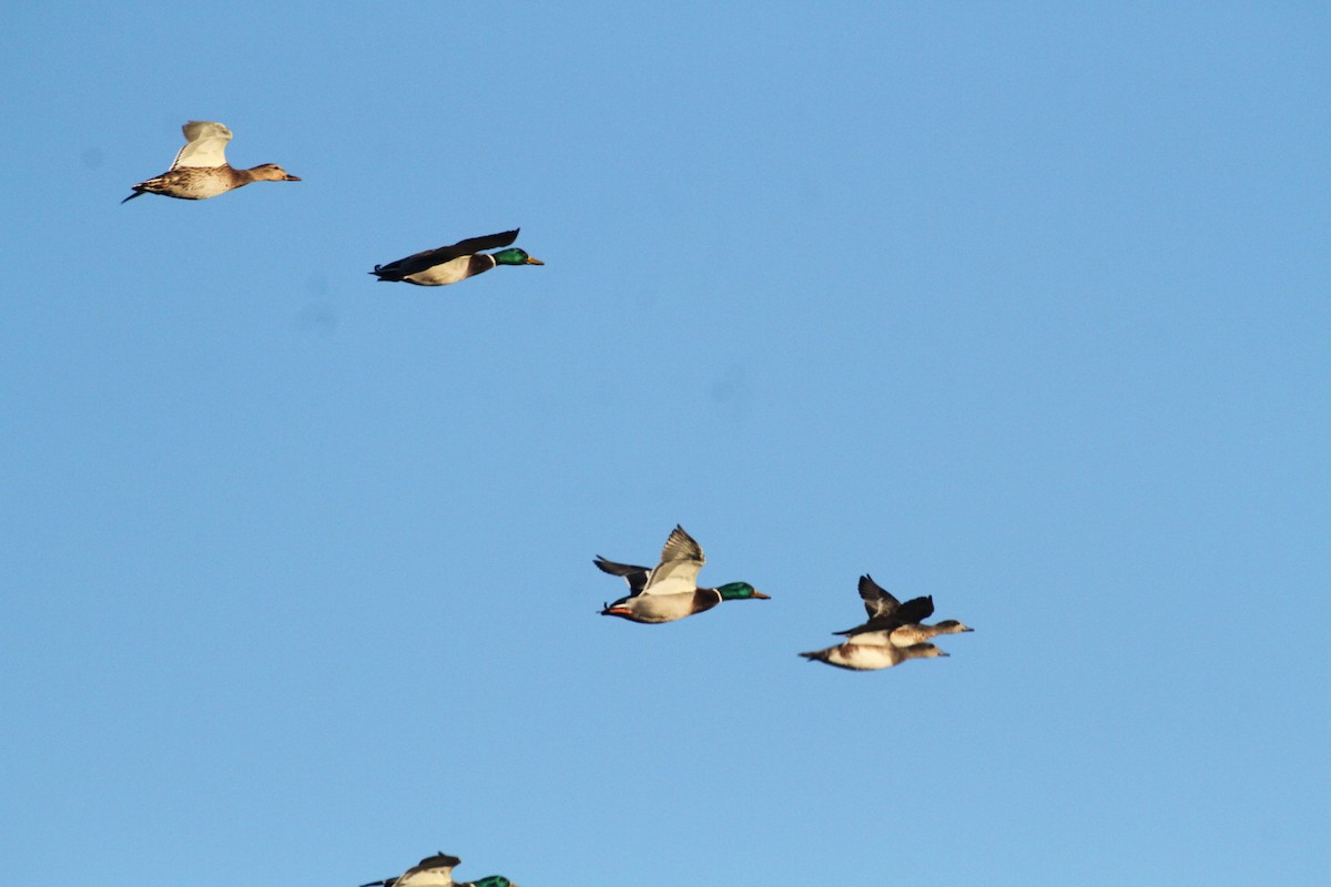 Stockente - ML647489376