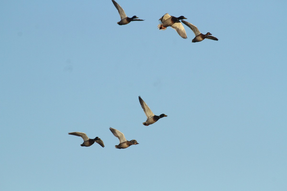 Stockente - ML647489377