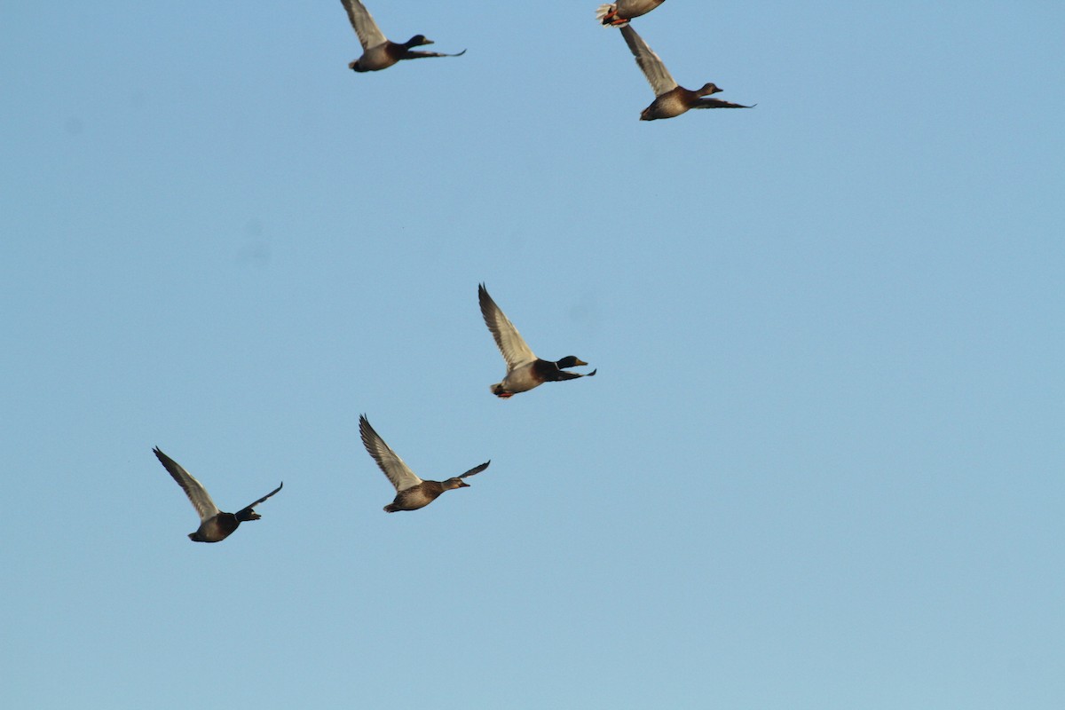 Stockente - ML647489378