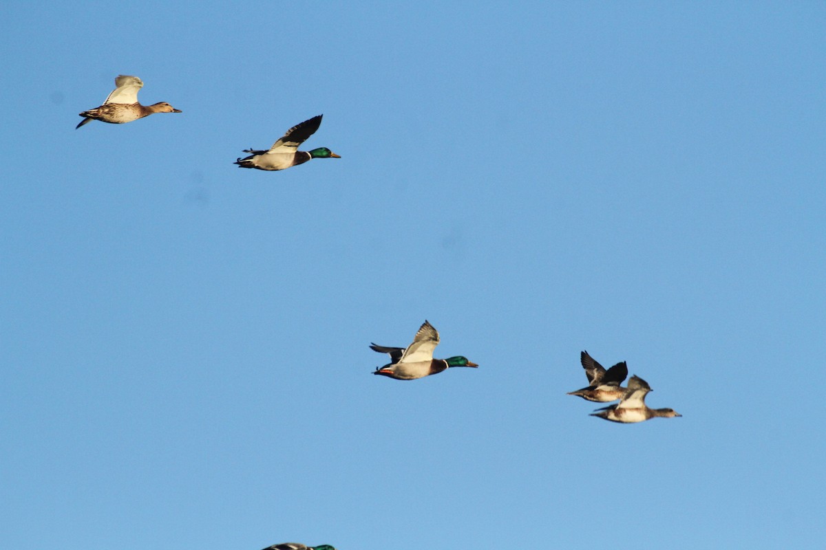 Stockente - ML647489379