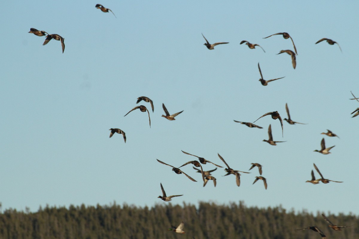 Stockente - ML647489380