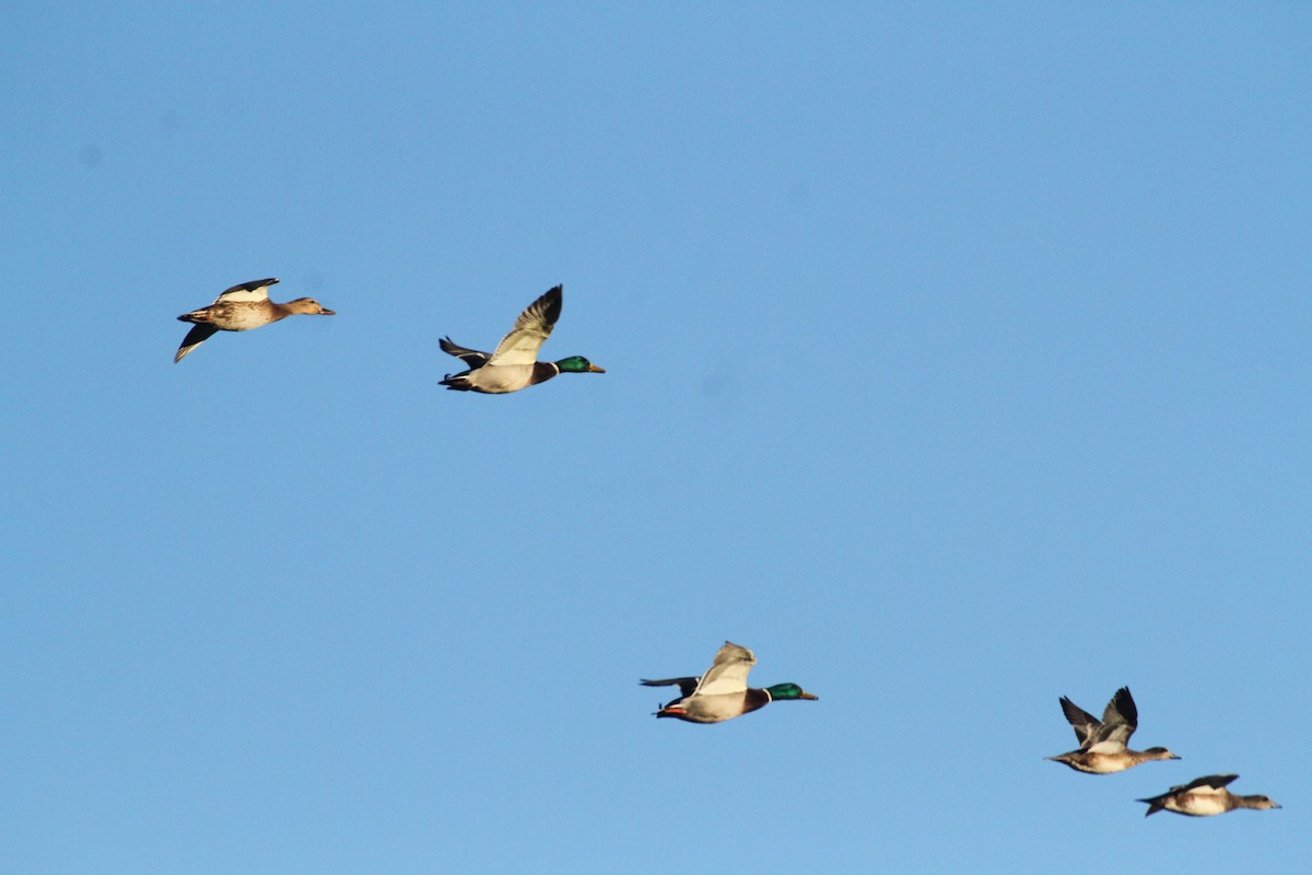 Stockente - ML647489381