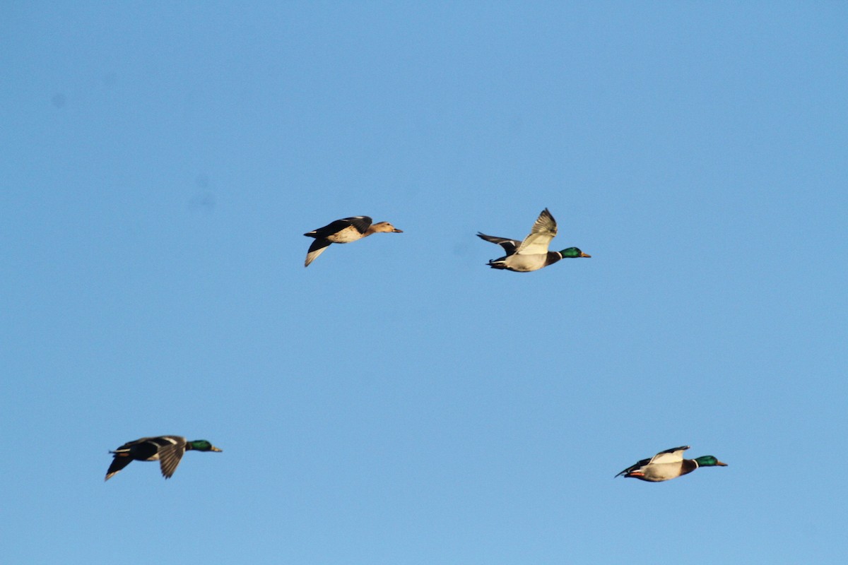 Stockente - ML647489382