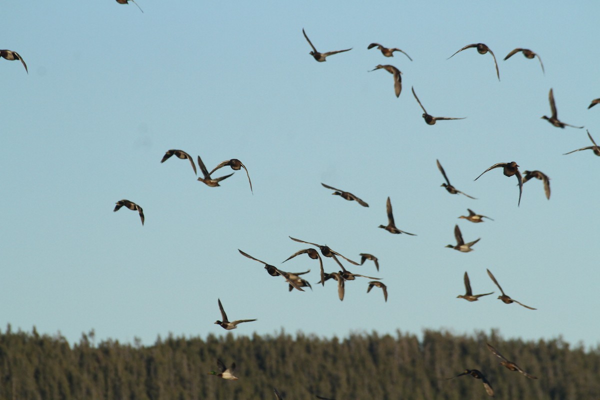 Stockente - ML647489383