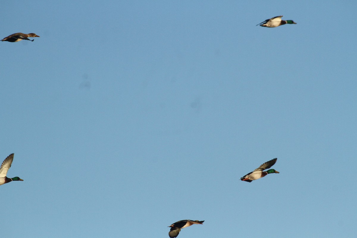 Stockente - ML647489384