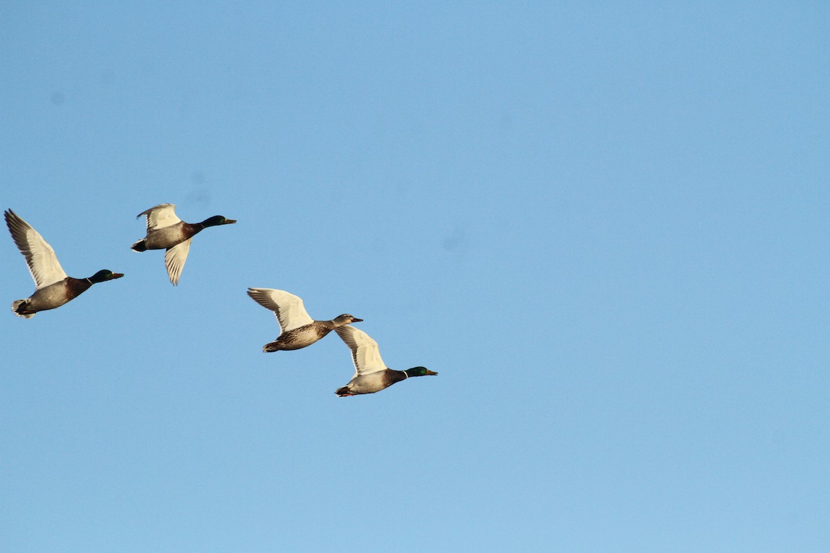 Stockente - ML647489385