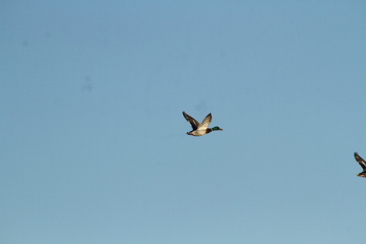 Stockente - ML647489386