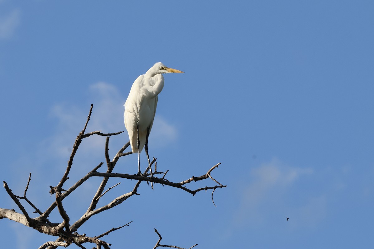 Silberreiher - ML647489423