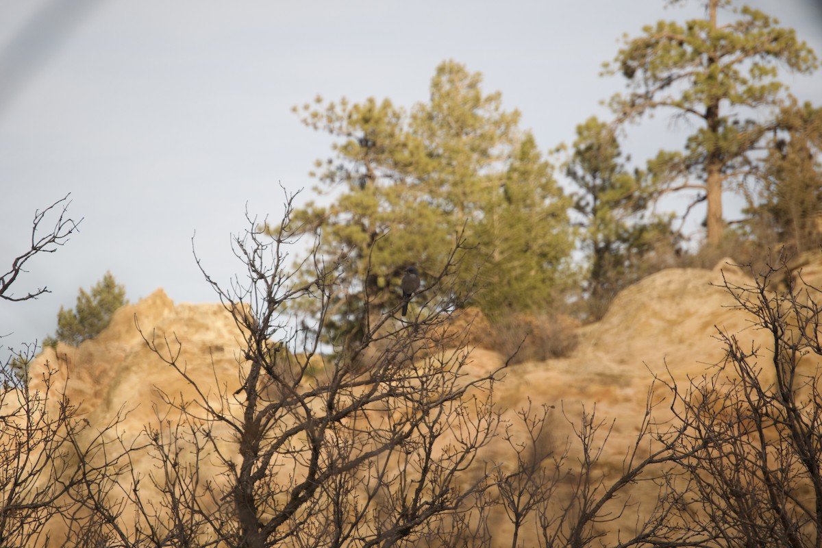 Woodhousehäher - ML647489426