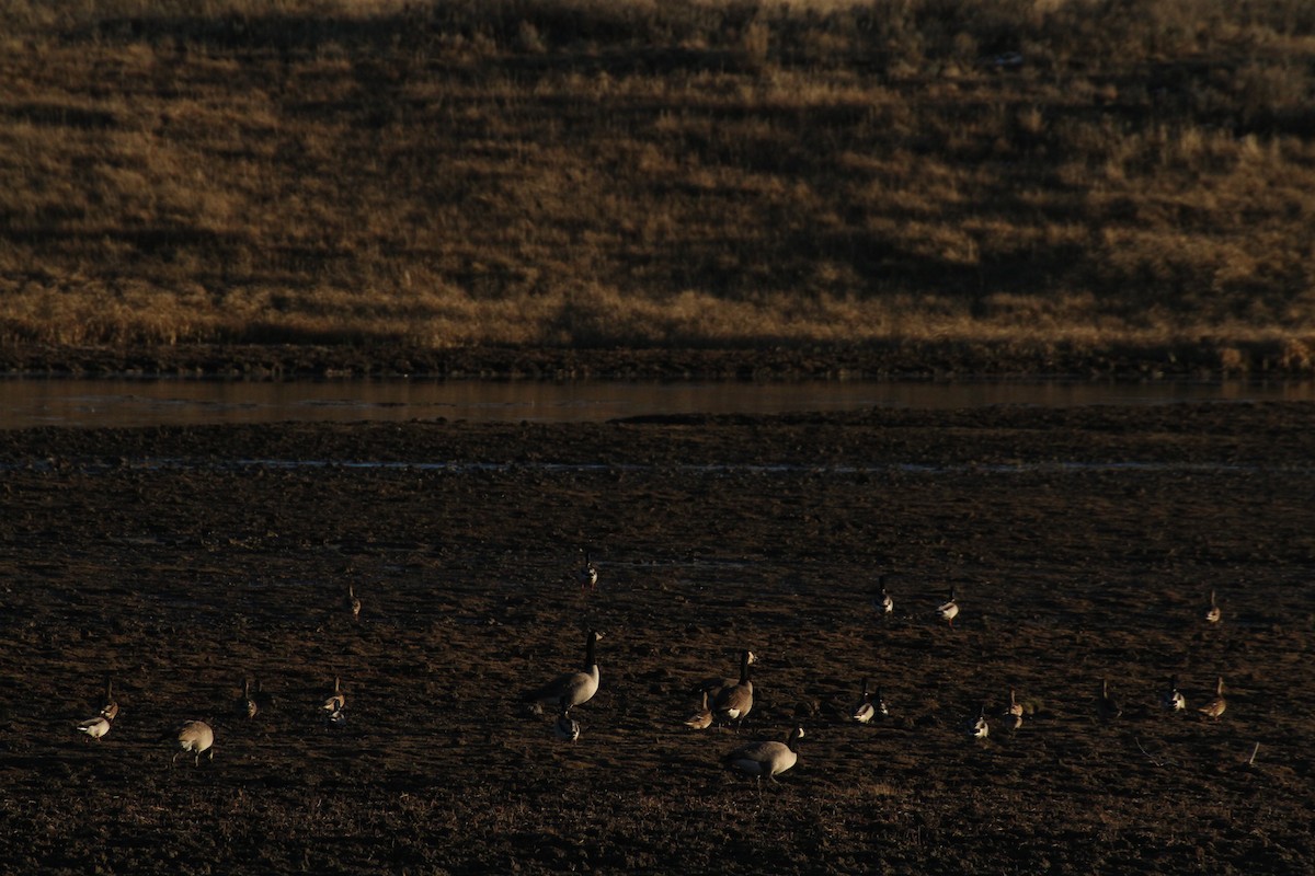 Kanadagans (moffitti/maxima) - ML647489428