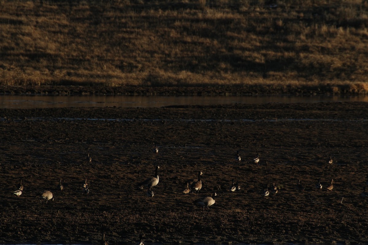 Kanadagans (moffitti/maxima) - ML647489429