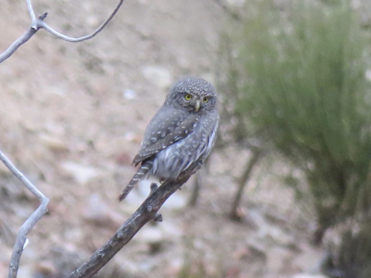 Gnomenzwergkauz - ML647489430