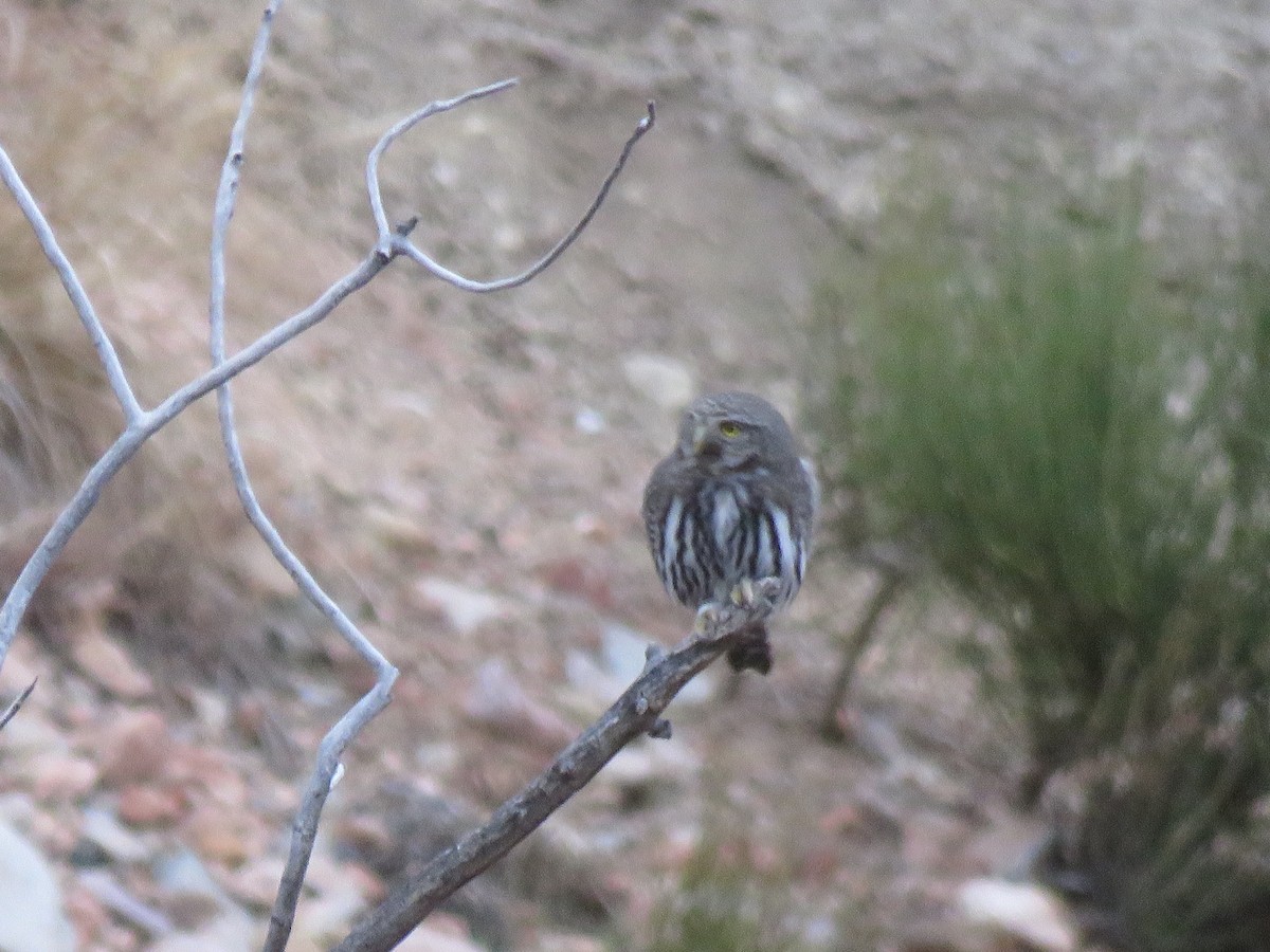 Gnomenzwergkauz - ML647489431