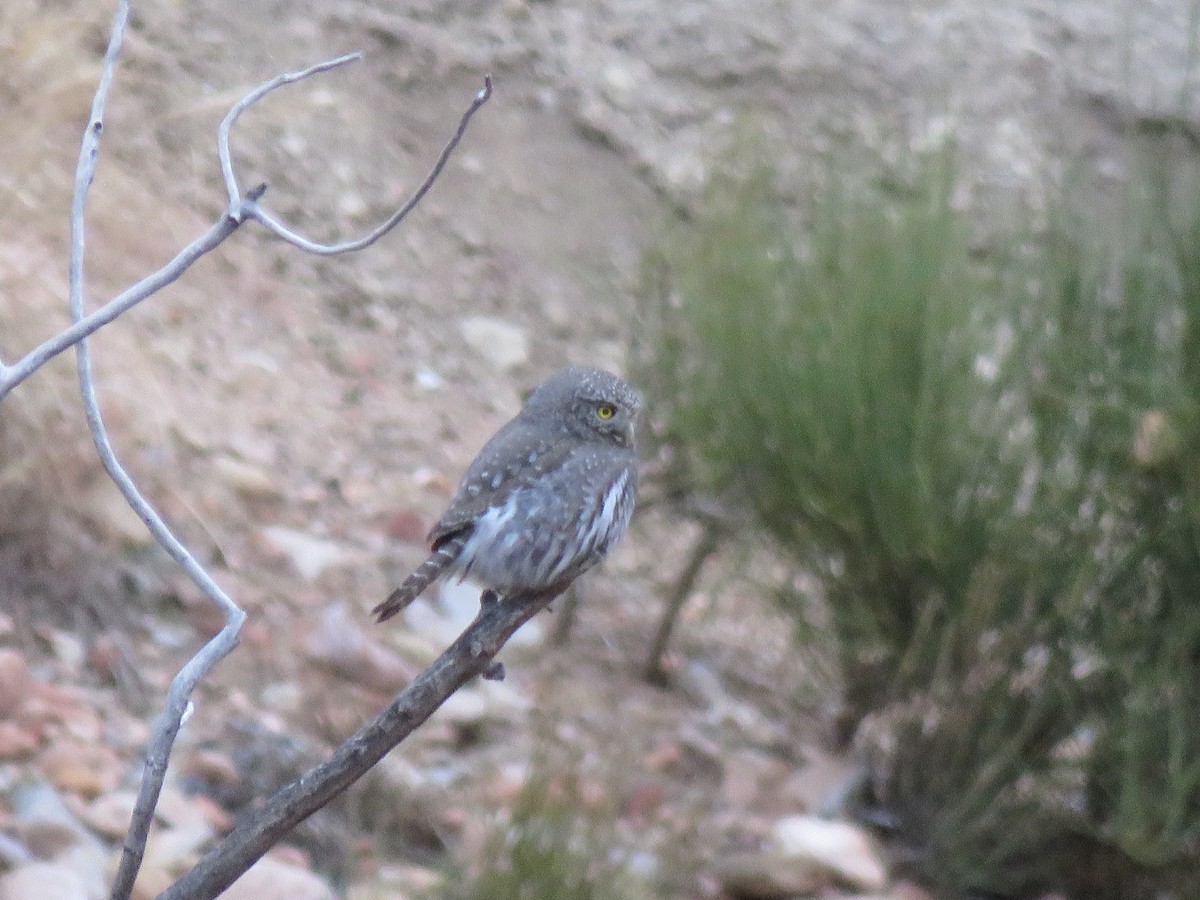 Gnomenzwergkauz - ML647489432