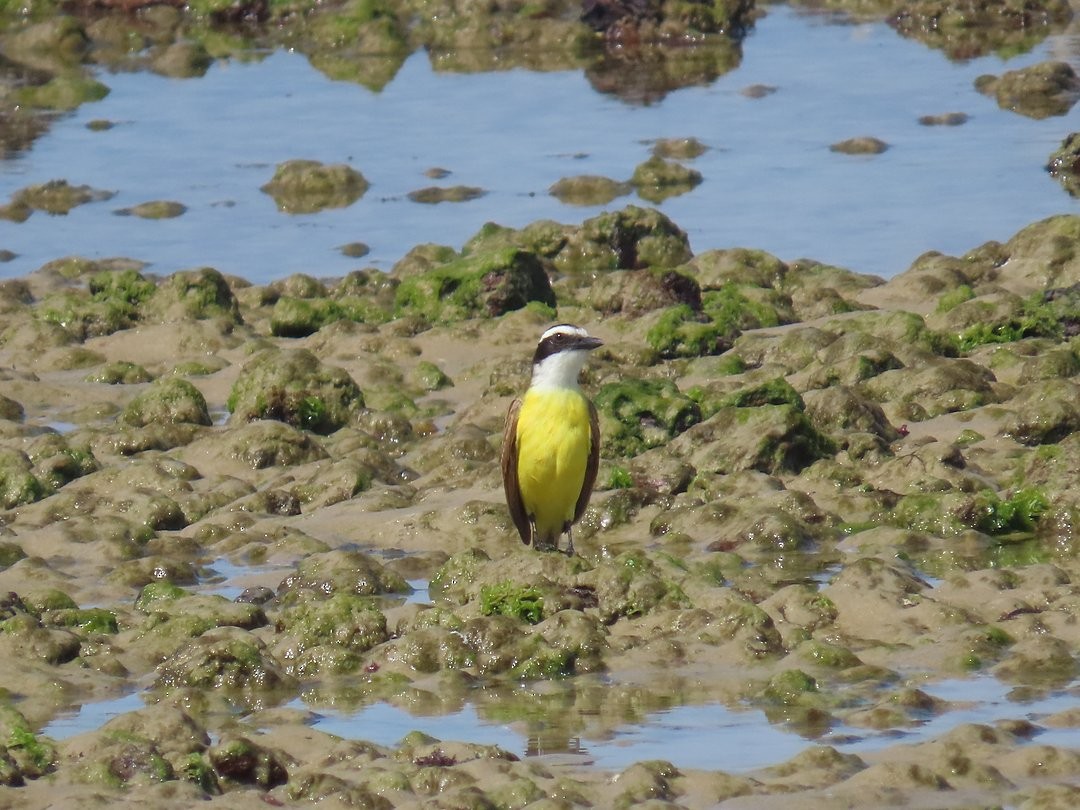 Schwefelmaskentyrann - ML647489434