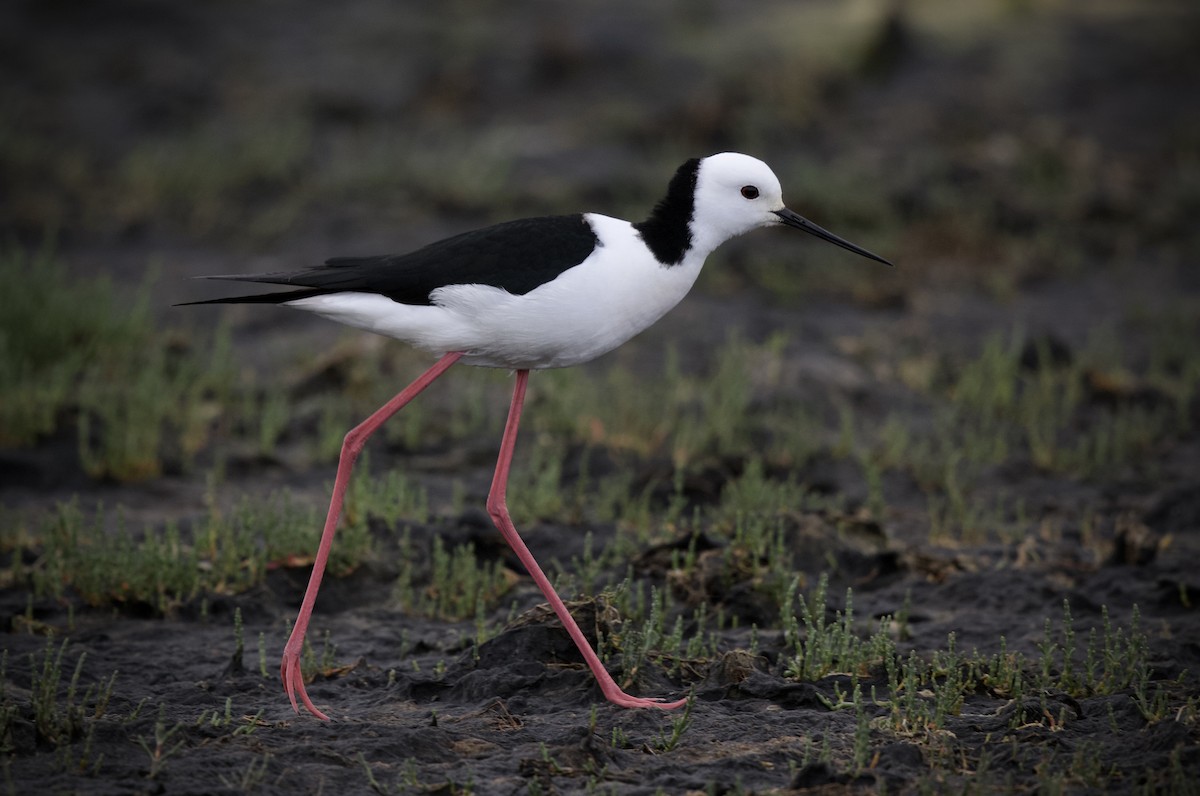 Weißgesicht-Stelzenläufer - ML647489435