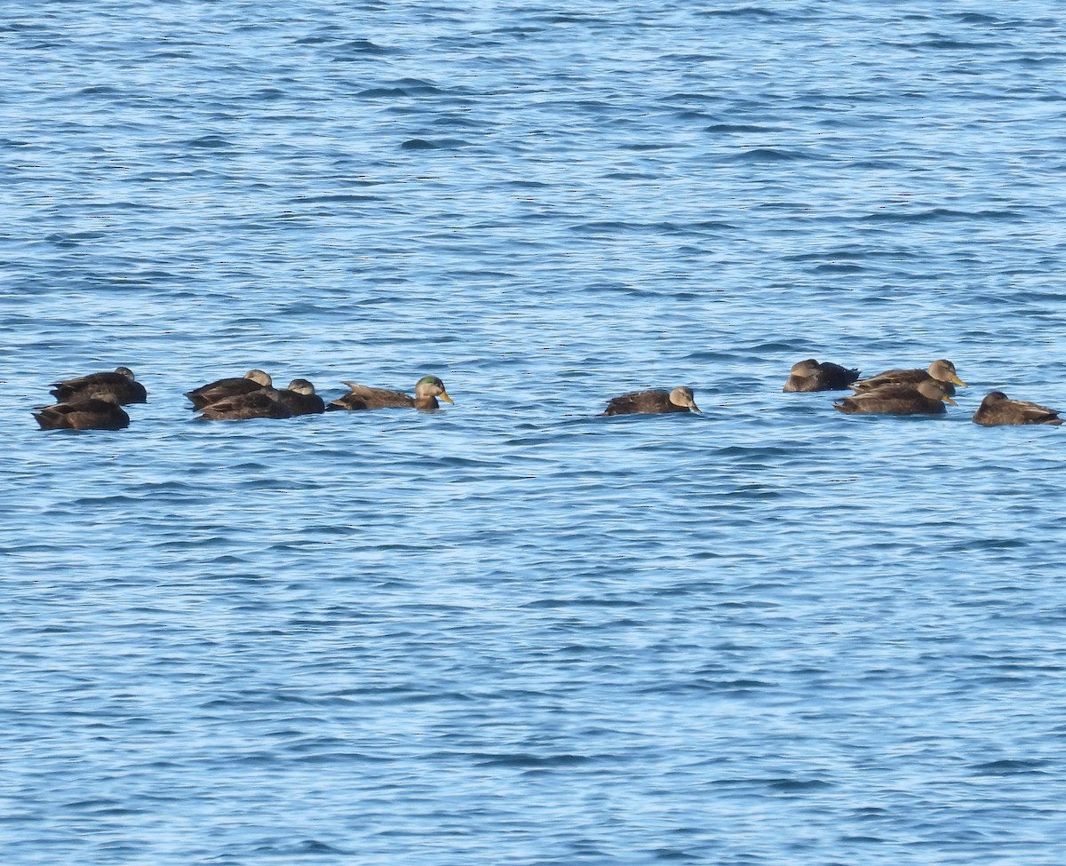 Stock- x Dunkelente (Hybrid) - ML647489436