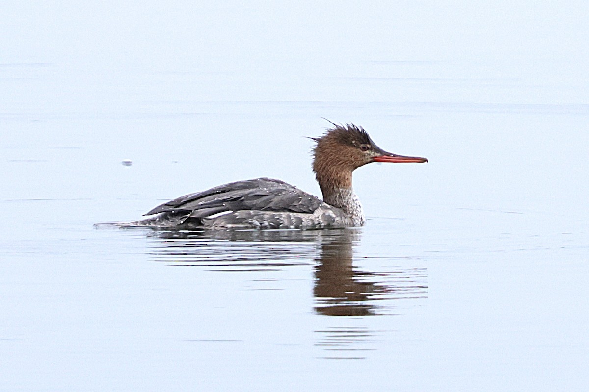 Mittelsäger - ML647489441