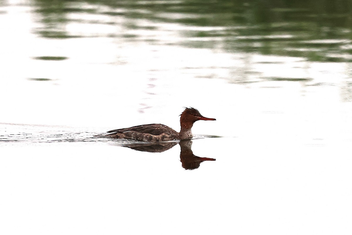 ウミアイサ - ML647489442