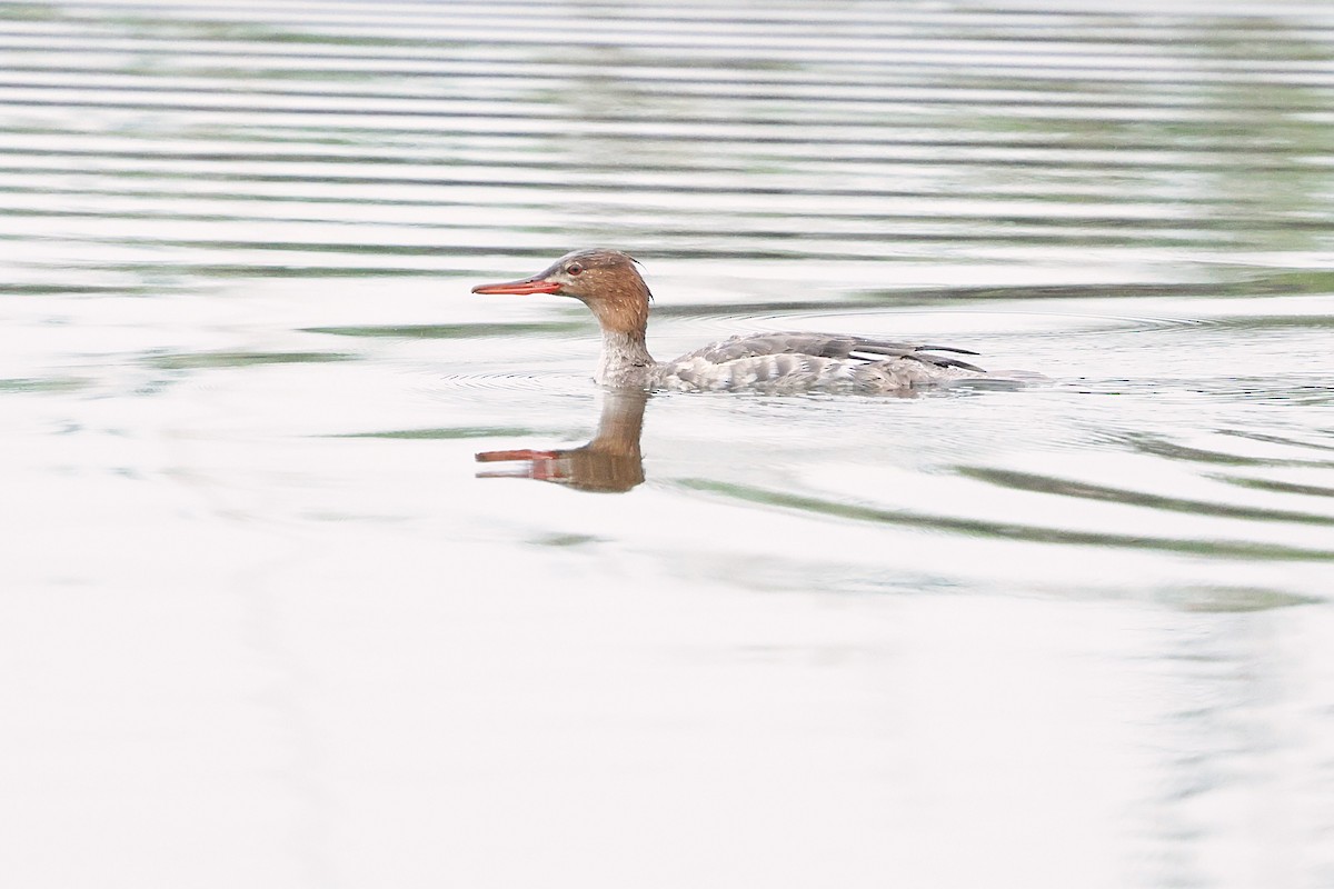 ウミアイサ - ML647489443