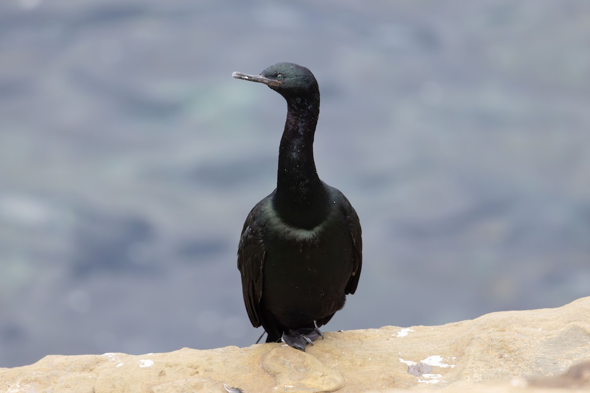 Meerscharbe - ML647489444