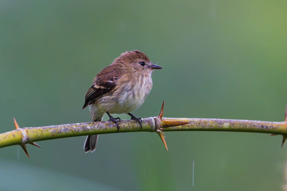 フタスジハエトリ - ML647489445