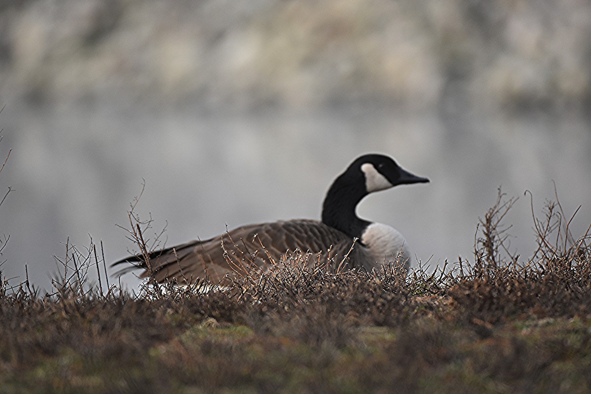 カナダガン - ML647489446