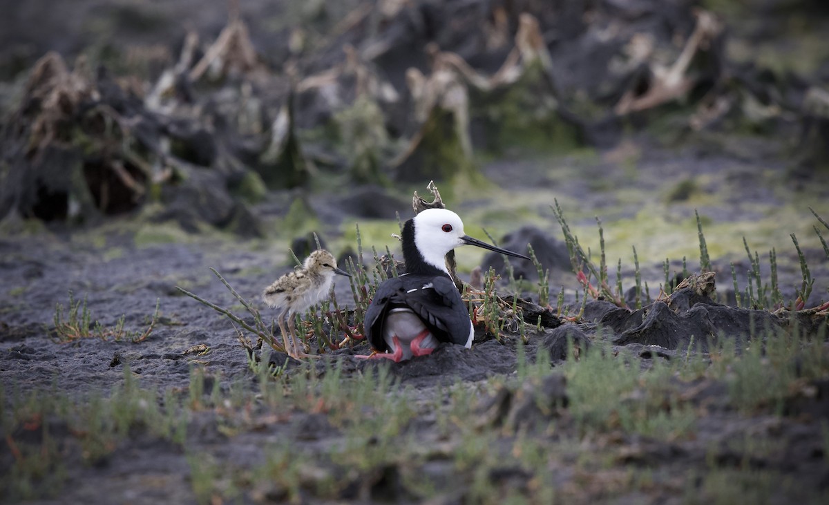 オーストラリアセイタカシギ - ML647489448