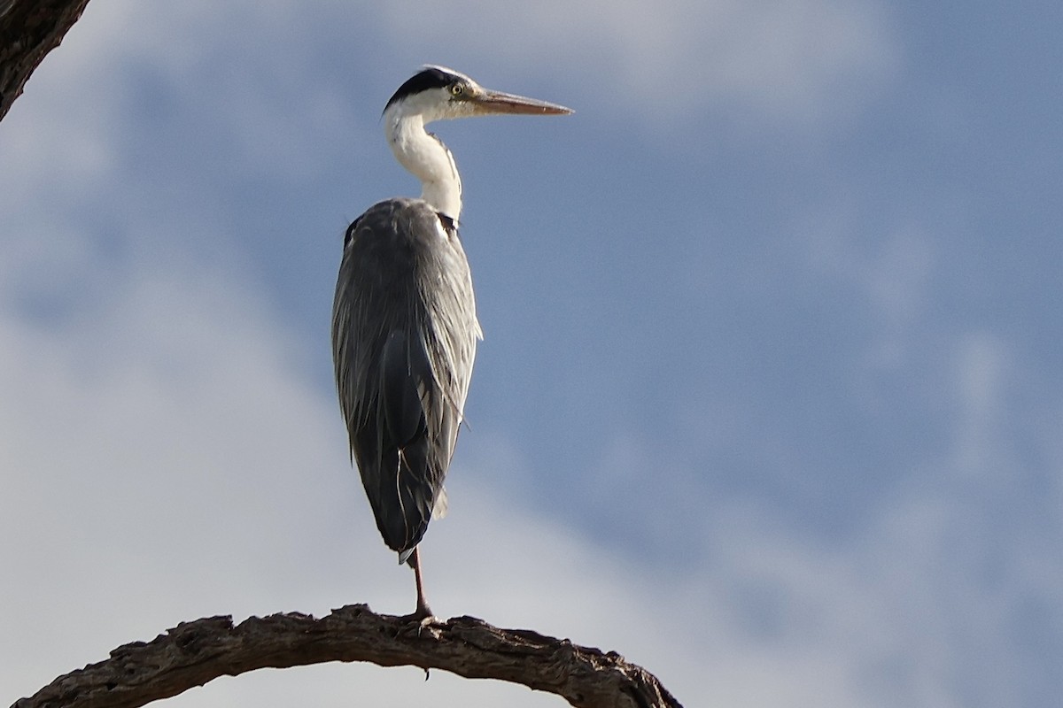 アオサギ - ML647489450