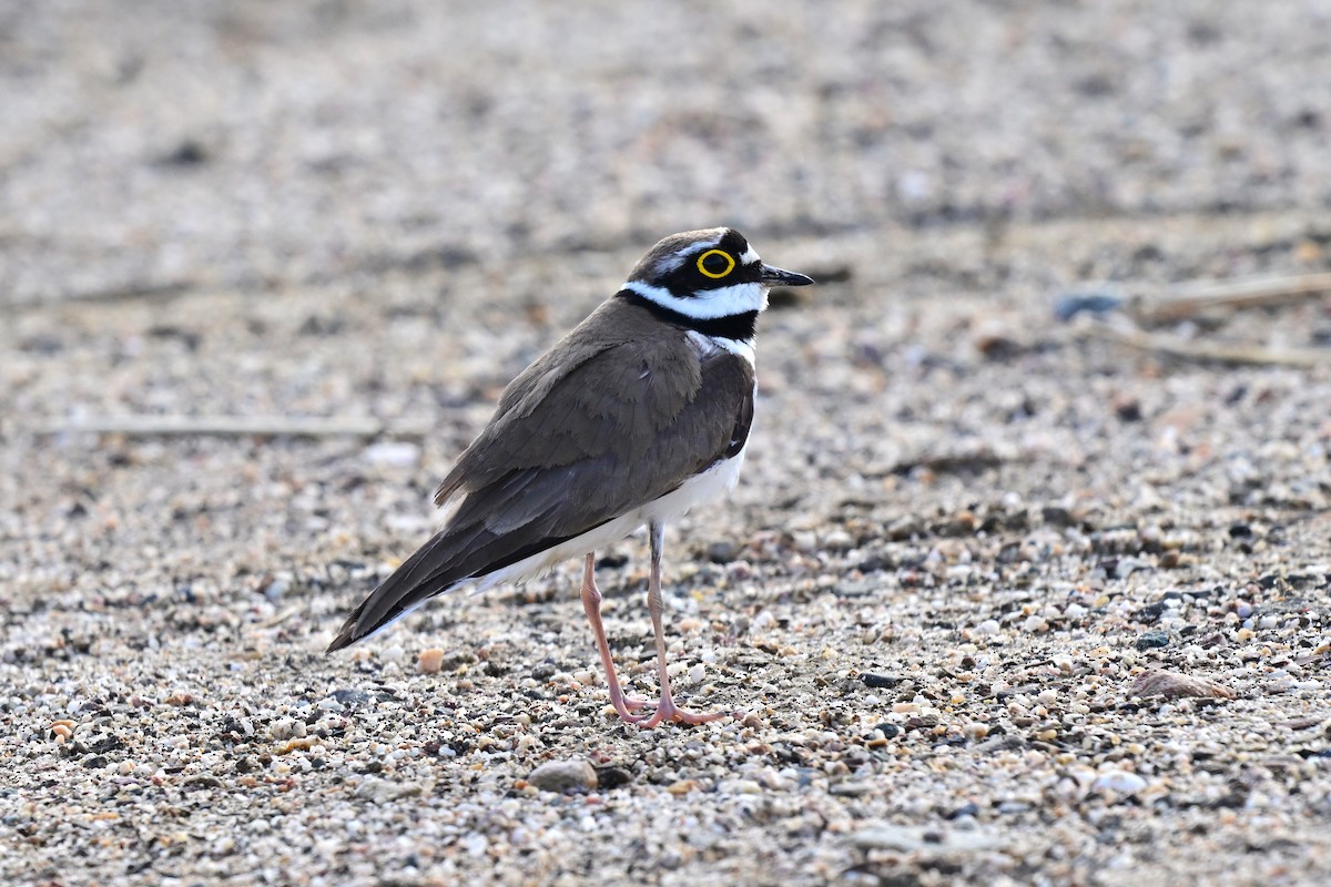 コチドリ（亜種 コチドリ） - ML647489455