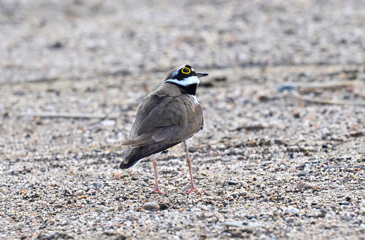 コチドリ（亜種 コチドリ） - ML647489456