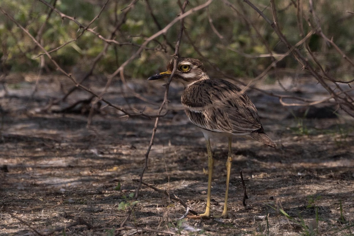 インドイシチドリ - ML647489457