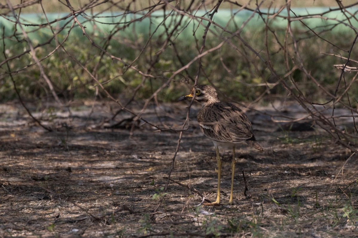 インドイシチドリ - ML647489458