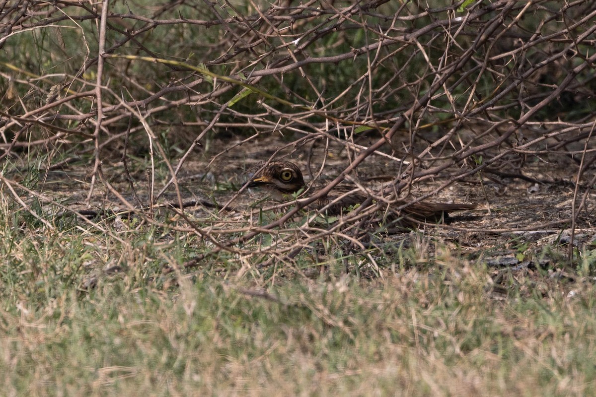 インドイシチドリ - ML647489459