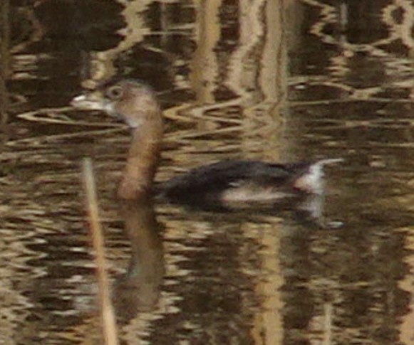 オビハシカイツブリ - ML647489462