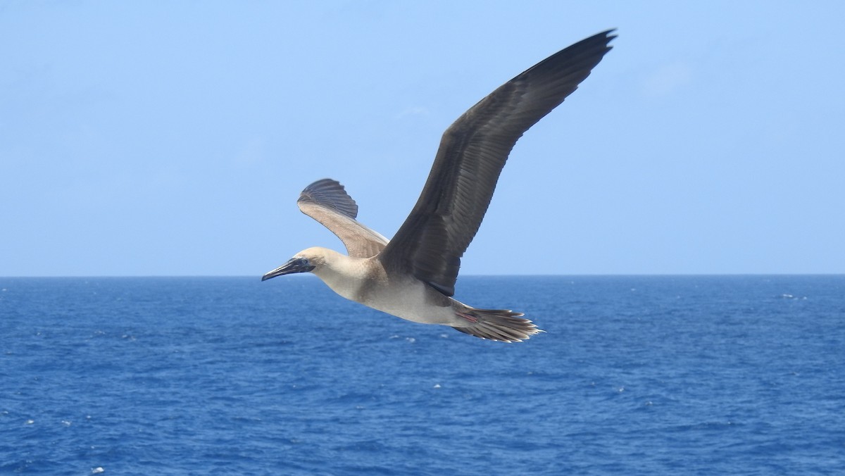 アカアシカツオドリ - ML647489464