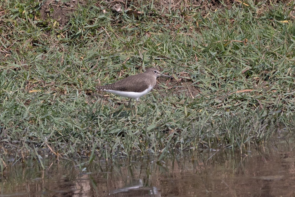 クサシギ - ML647489465