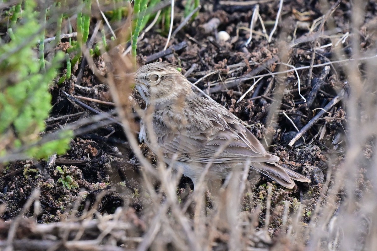 カンムリヒバリ (cristata グループ） - ML647489466