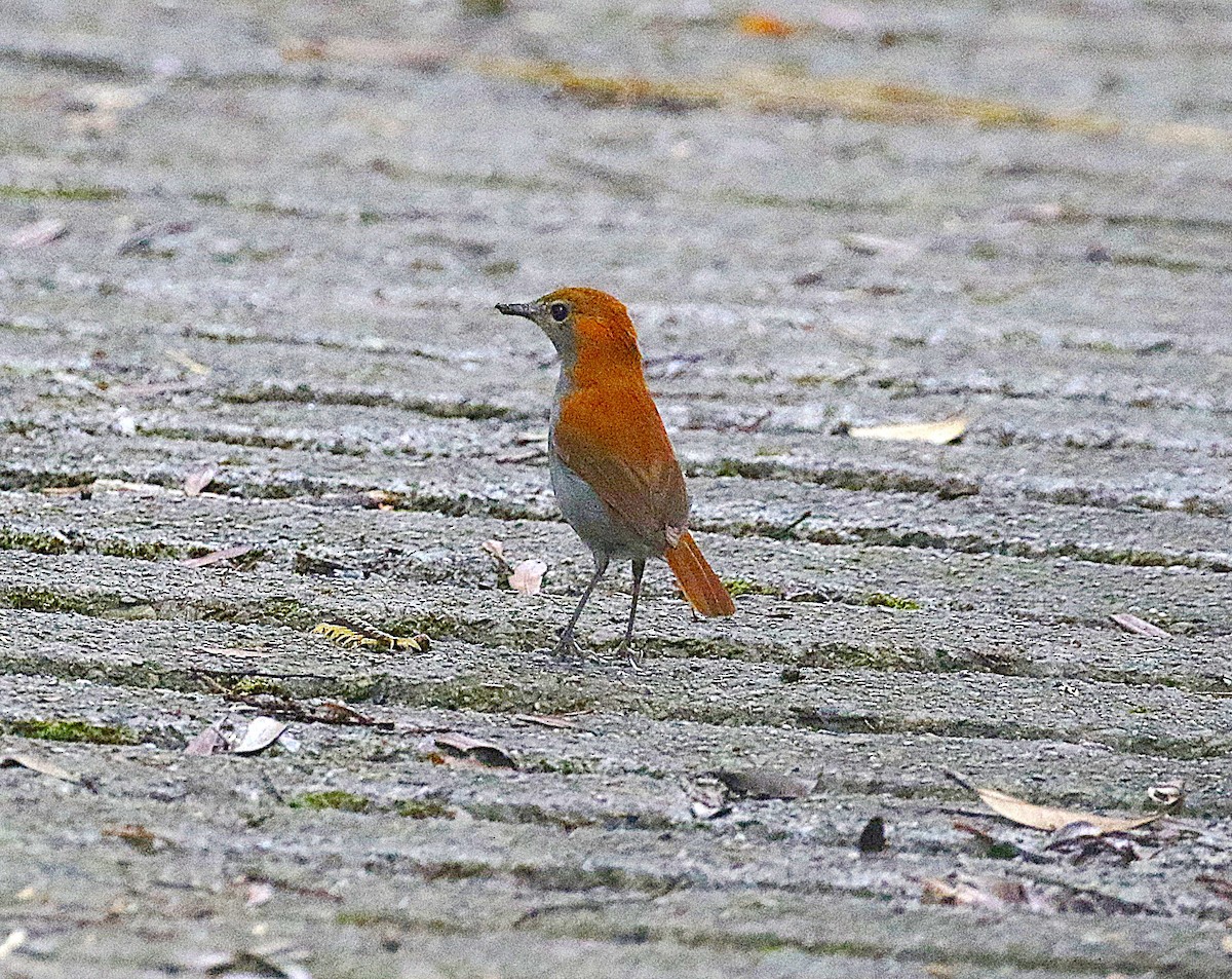 ホントウアカヒゲ - ML647489467