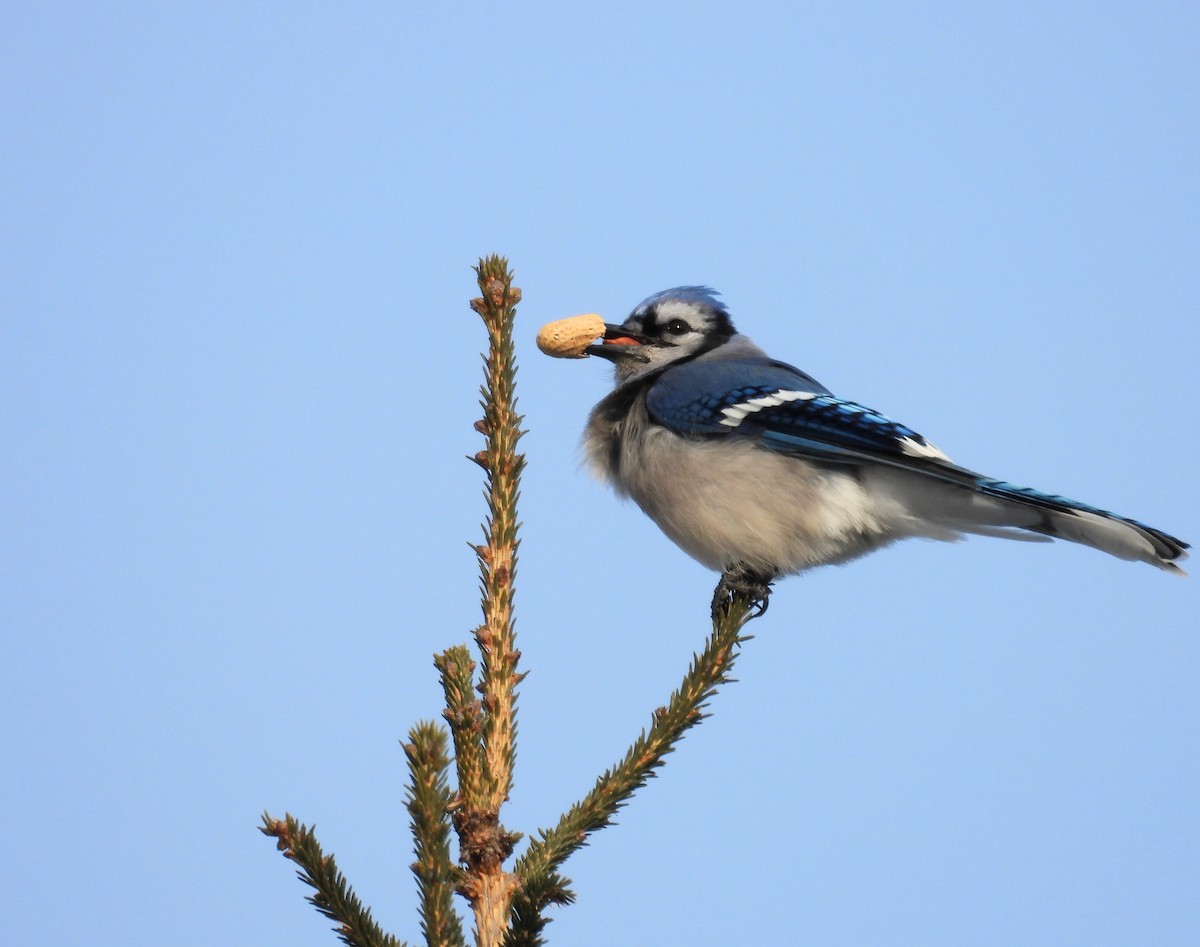 アオカケス - ML647489470