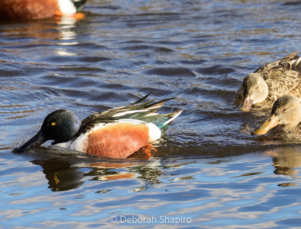 ハシビロガモ - ML647489471