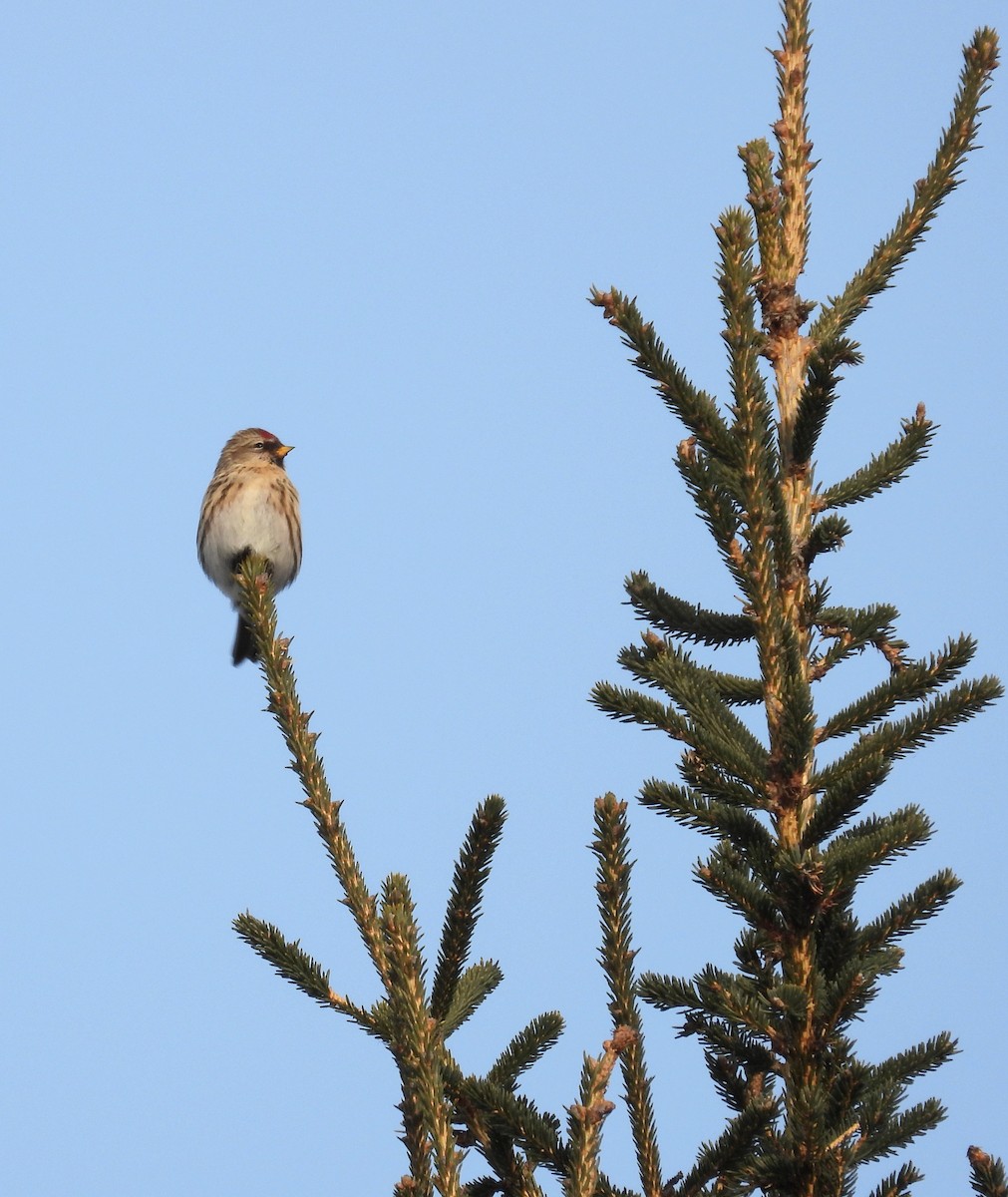 ベニヒワ - ML647489472