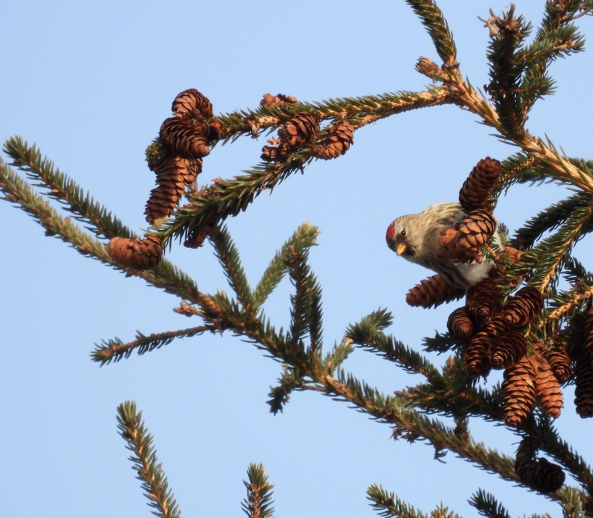 ベニヒワ - ML647489473