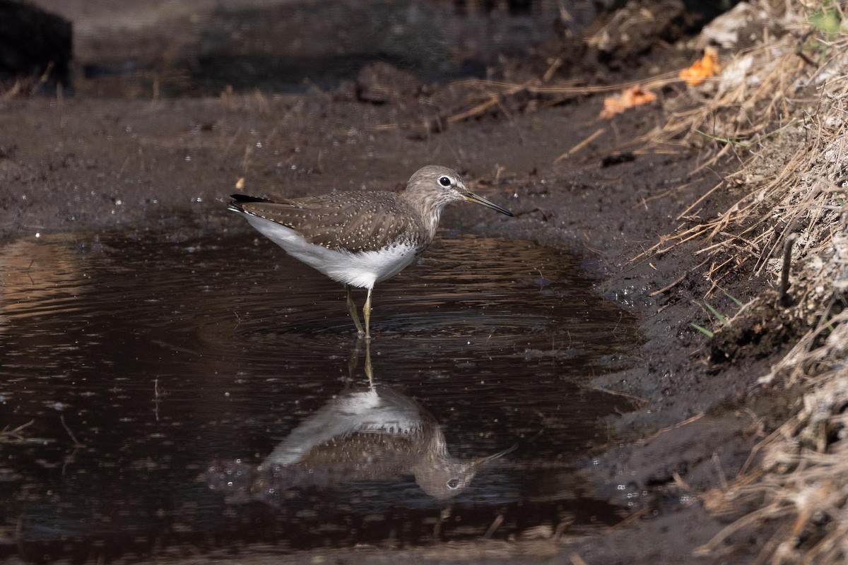 タカブシギ - ML647489474